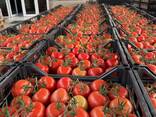 Томат Туркменистан - фото 4