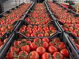 Томат Туркменистан - фото 6