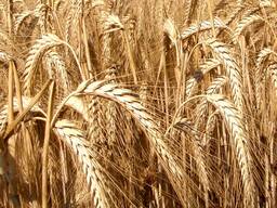 Тритикале фуражный в розницу с доставкой или самовывозом