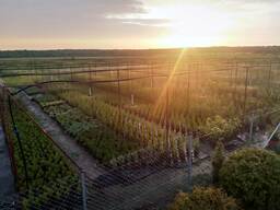 Туи Смарагд, Даника, Брабант, можжевельники, сосны, ели и др.