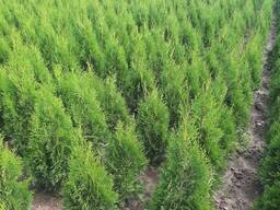 Туи смарагд отличного качества выращены в Беларуси