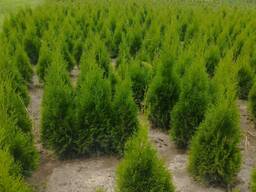 Туи смарагд выращены в Беларуси обработаны от болезней.