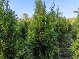 Туя смарагд