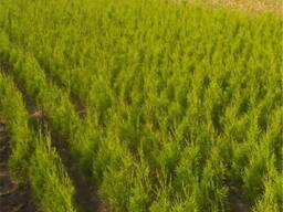 Туя Smaragd оптом Минск Доставка