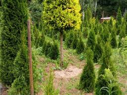 Туя золотистокончиковая формированная 2.5-3 м