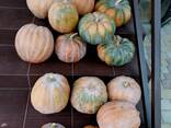 ТЫКВА мускатная Мускат де Прованс - фото 2