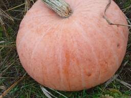 Тыква со своего огорода