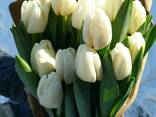 Тюльпаны 2023 оптом - фото 3