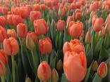 Тюльпаны - фото 1