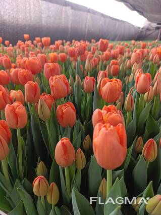Тюльпаны
