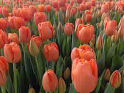 Тюльпаны