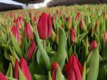 Тюльпаны - фото 2
