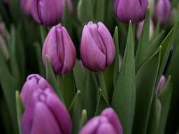Тюльпаны