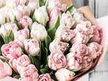 Тюльпаны оптом от производителя - фото 1