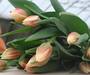Тюльпаны оптом к 8 марта - фото 2