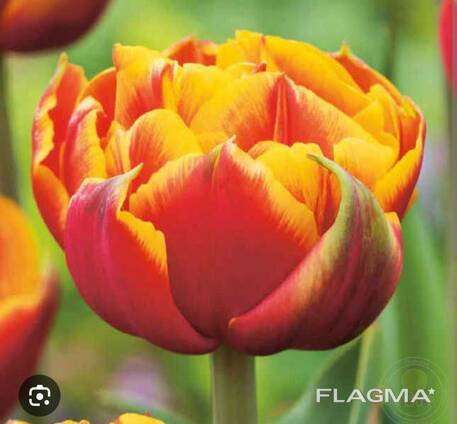 Тюльпаны к 8 марта собственной выгонки. гомель