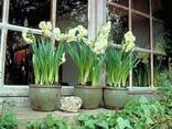 Тюльпаны, крокусы, нарциссы, гиацинты - фото 10