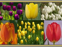 Тюльпаны. Гомель.