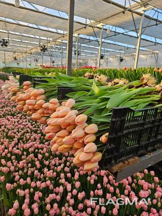 Тюльпаны оптом к 8 марта 2026