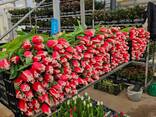 Тюльпаны оптом к 8 марта 2026 - фото 6