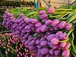 Тюльпаны оптом к 8 марта 2026 - фото 7