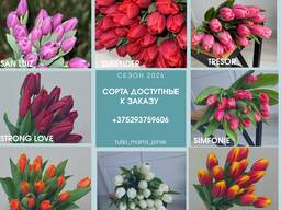 Тюльпаны оптом и в розницу