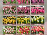 Тюльпаны оптом к 8 марта - фото 1