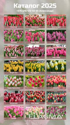 Тюльпаны оптом к 8 марта