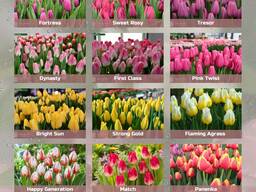 Тюльпаны оптом к 8 марта