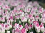 Тюльпаны оптом от производителя - фото 1