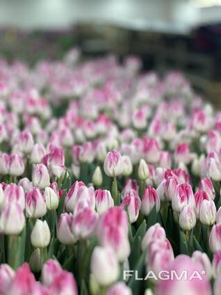 Тюльпаны оптом от производителя