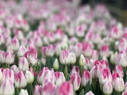 Тюльпаны оптом от производителя
