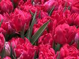Тюльпаны оптом от производителя - фото 3