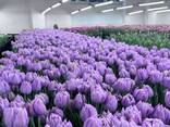 Тюльпаны оптом от производителя - фото 5
