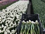 Тюльпаны оптом от производителя - фото 8