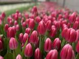 Тюльпаны оптом от производителя - фото 13