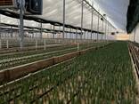 Тюльпаны оптом от производителя - фото 15