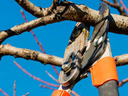 Обрезка, побелка плодовых деревьев, борьба с болезнями и вредителями