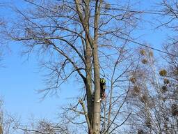 Удаление омелы