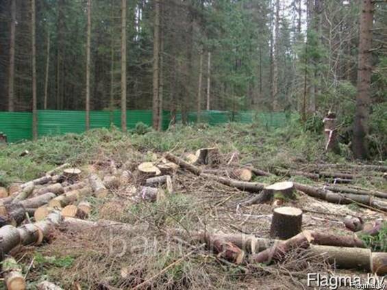 Удаление пней деревьев Расчистка участка