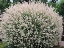 Укорененные черенки ивы Хакуро Нишики