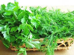Укроп/кинза/петрушка/мята/шпинат