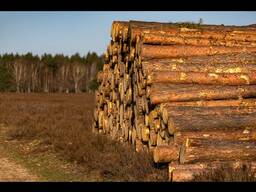 Услуги лесозаготовки