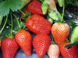 Усы Клубники