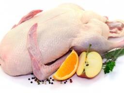 Утки и гуси домашняя птица