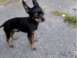 Вязка мини той терьера