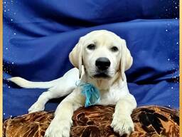 Высокопородные щенки Лабрадора Ретривера