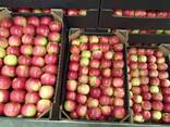 Продам Яблоки: Айдаред, Глостер, Хани Крисп, Голден. Урожай 2021. ОПТ - фото 3