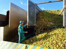 Закупаем Яблоки для переработки оптом по всей Беларуси