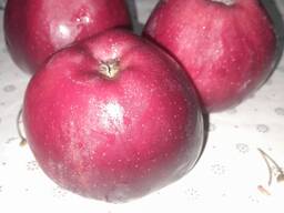 Яблоки Флорина, джаноголд, Симиренко